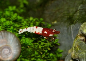 Taiwan Red Pinto Belly